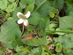 Promachus yesonicus