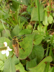 Promachus yesonicus