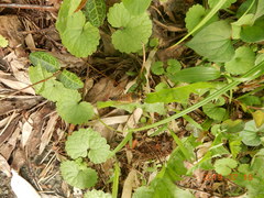 Promachus yesonicus