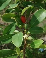 Erythroxylum monogynum
