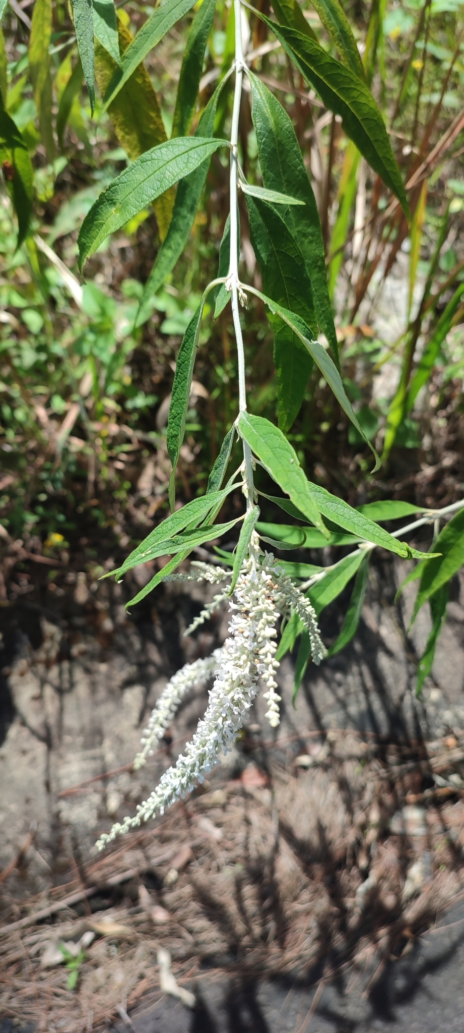 Buddleja asiatica — ảnh 2
