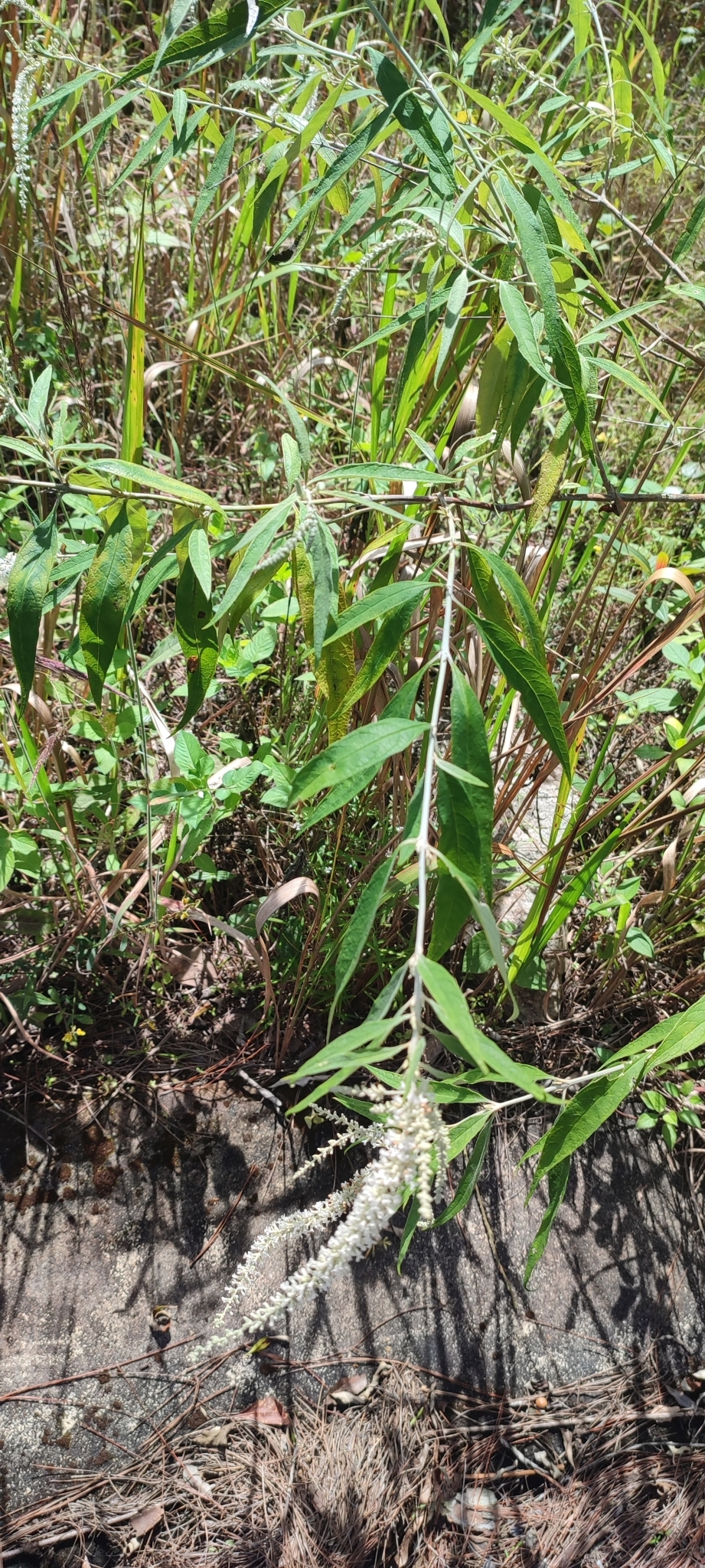 Buddleja asiatica — ảnh 3