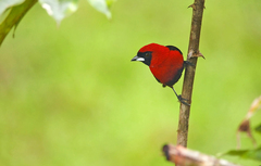 Ramphocelus nigrogularis