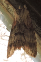 Dasylophia thyatiroides