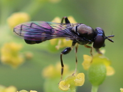 Spheginina