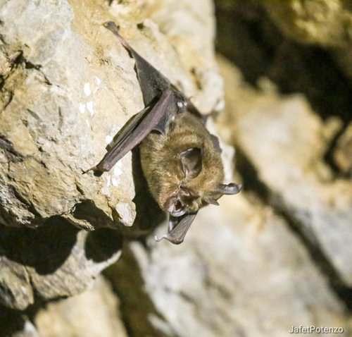 Timorese Horseshoe Bat (Rhinolophus montanus) — Endangered Mammalia