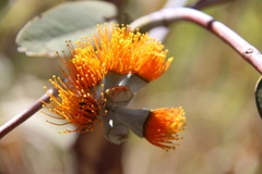 Eucalyptus miniata