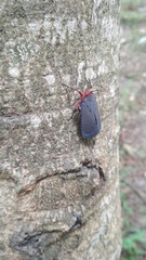 Kalidasa nigromaculata