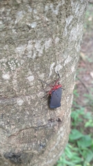 Kalidasa nigromaculata