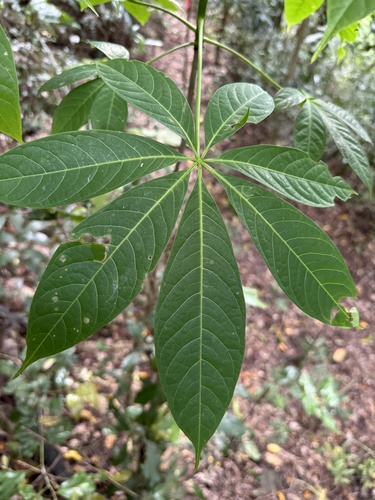 Red Silk Cotton Tree