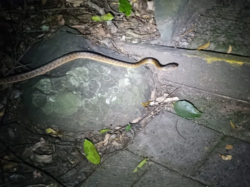 Brown Tree Snake sighting