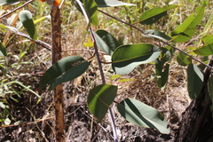 Eucalyptus miniata