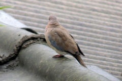 Streptopelia senegalensis