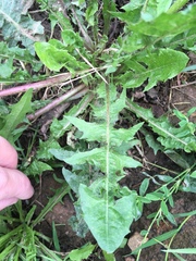Taraxacum officinale