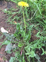 Taraxacum officinale