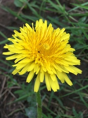 Taraxacum officinale