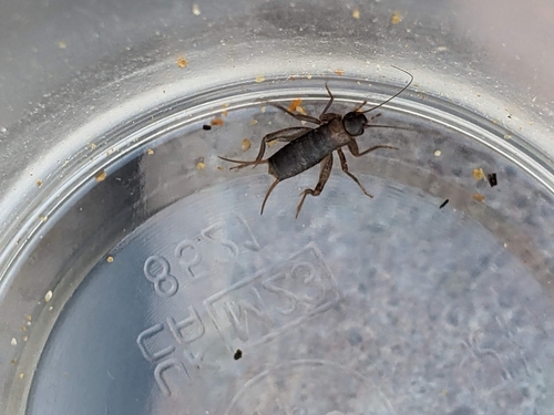 Scaly Cricket