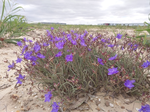 Aristea dichotoma (Aristea dichotoma)