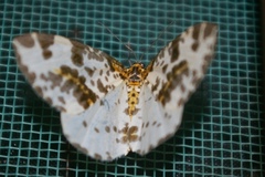 Abraxas flavisinuata