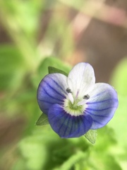 Veronica persica