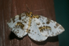 Abraxas flavisinuata