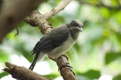 Urocissa erythroryncha