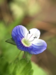 Veronica persica