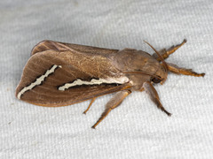 Abantiades latipennis