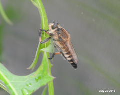 Promachus yesonicus