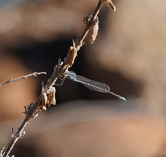 Austrolestes aridus