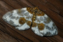 Abraxas fulvobasalis