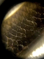 Epictia