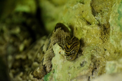 Trimorphodon biscutatus
