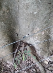 Brachydiplax farinosa