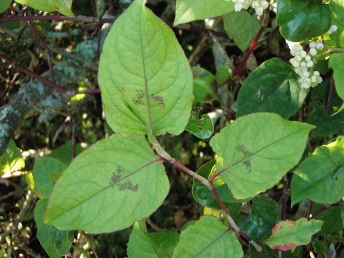 Persicaria chinensis