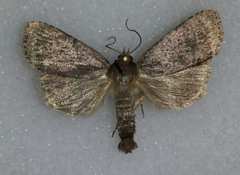 Amphipyra glabella
