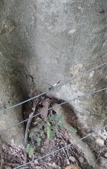 Brachydiplax farinosa