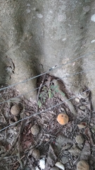 Brachydiplax farinosa