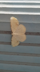 Stegania trimaculata