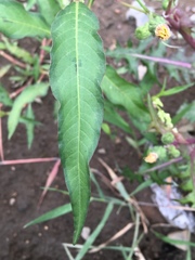 Persicaria lapathifolia