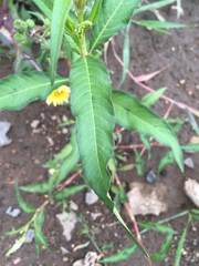 Persicaria lapathifolia