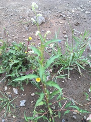 Persicaria lapathifolia