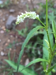 Persicaria lapathifolia