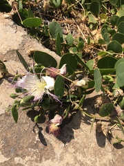 Capparis