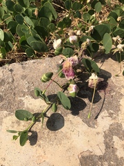 Capparis