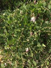 Capparis