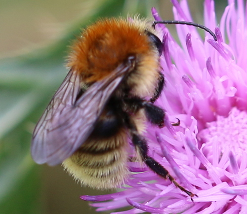 Brown-banded Carder-Bumble bee