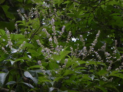Vitex altissima