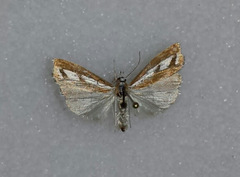 Catoptria latiradiellus