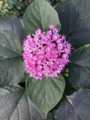 Clerodendrum bungei